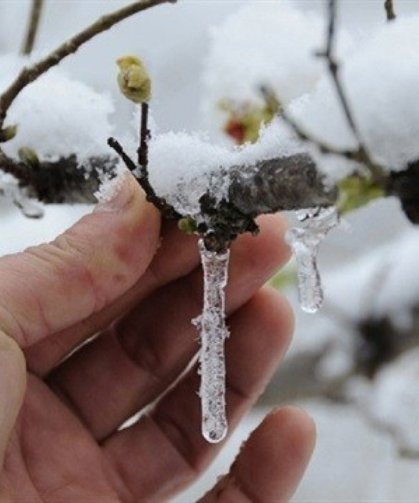 Sakarya Valiliği’nden zirai don uyarısı
