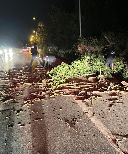Sapanca'da fırtına ağaç devirdi, yol trafiğe kapandı