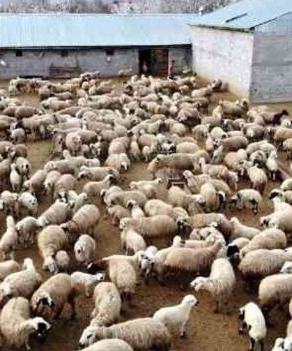 “Kırsalda Bereket” Projesi Sakarya’da başlıyor: Üreticiye hem hayvan hem finans desteği