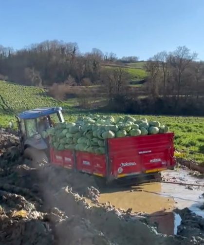 Çiftçinin zor anları... Çamura saplanan lahana yüklü römork güçlükle çıkarıldı