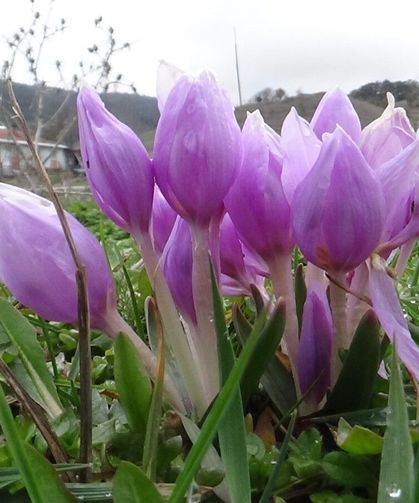 Baharın müjdecisi çiğdemler çiçek açtı