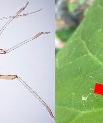 Yeni bir böcek türü keşfedildi