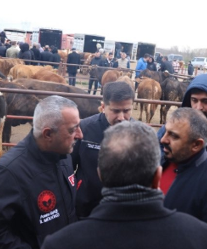 Hayvan pazarında inceleme yaptılar