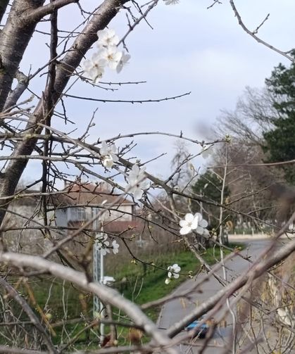 Yalancı bahar aldattı, erik ağaçları çiçek açtı