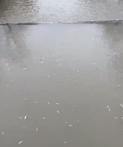 Uludere Çayı'nda balık ölümleri tedirgin etti