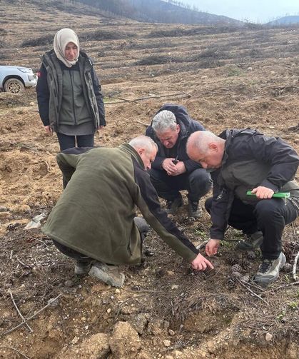 Sakarya’da yangın sahaları yeniden yeşeriyor