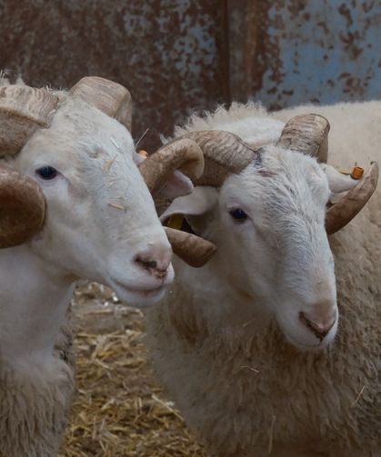 Türkiye'nin en değerli koçları rekor fiyatlara satılıyor