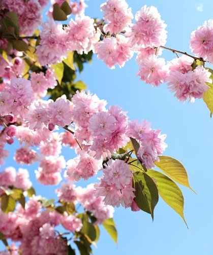 Çiçek açan Sakura ağaçları şehri görsel bir şölene dönüştürdü