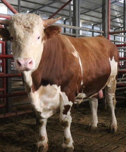 1,5 tonluk dev tosun, 950 bin liraya vitrine çıktı