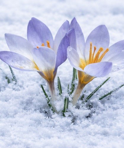 Kartepe'nin nadide türü objektiflere yansıdı