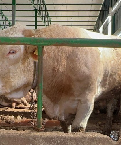 Tonluk boğa 400 bin liraya alıcı buldu