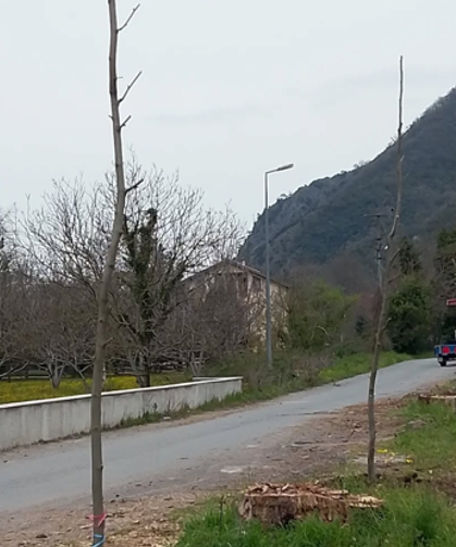 Doğançay'da kesilen çınarların yerine yenileri dikildi