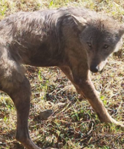 Kurt yerleşim yerine kadar indi