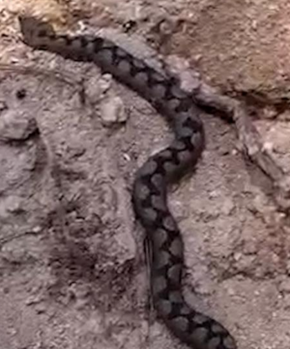 Türkiye'nin en zehirli yılanları arasında; Ormanda bulundu