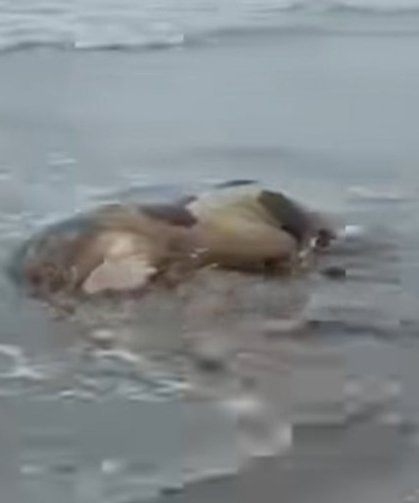 Karasu'da sahile ölü inek vurdu