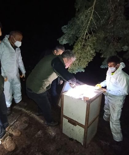 Sakarya’da kırmızı orman karıncaları ekolojik denge için yeni yaşam alanlarına taşındı