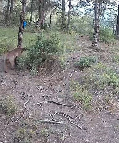 Yaban hayvanları fotokapana böyle yansıdı