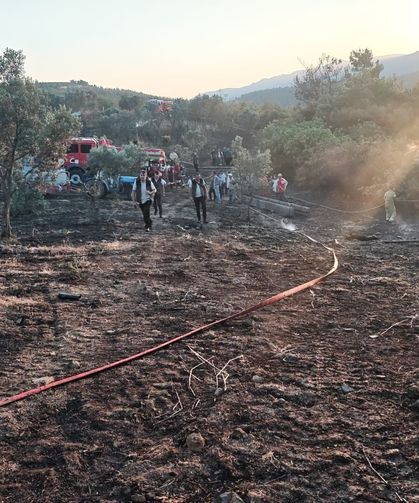 Sakarya'daki orman yangınında 5 dönüm alan kül oldu