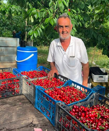 Napolyon cinsi kirazın hasadına başladı