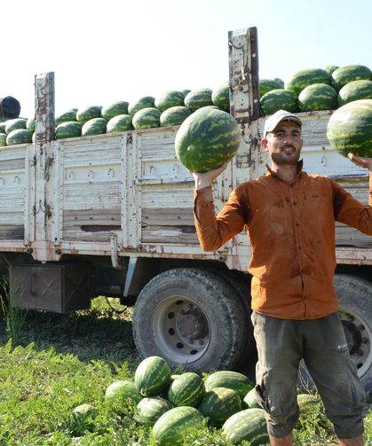 Mevsimlik işçilerin karpuz mesaisi