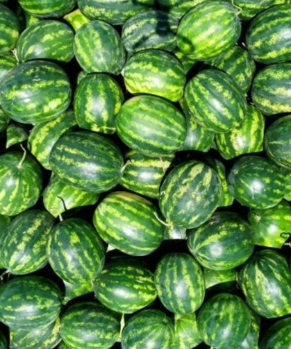 Osmaneli karpuzuna temiz raporu