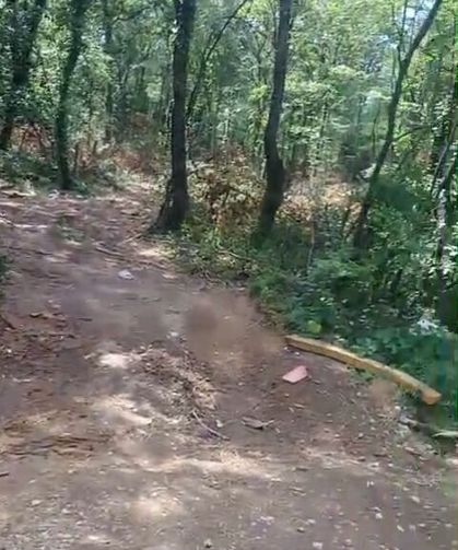 Hendek ormanlarında kritik dönüşüm: "Vahşi değil planlı"
