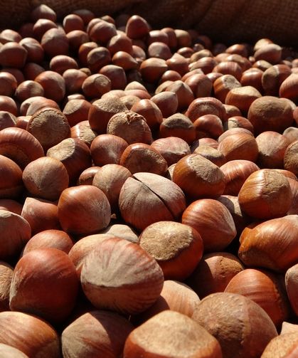 TMO Genel Müdürü açıkladı: O fındık kesinlikle alınmayacak