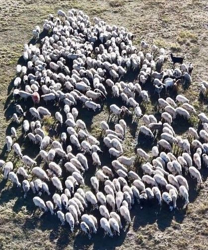 150 bin lira maaşa rağmen çoban sıkıntısı çözülemedi