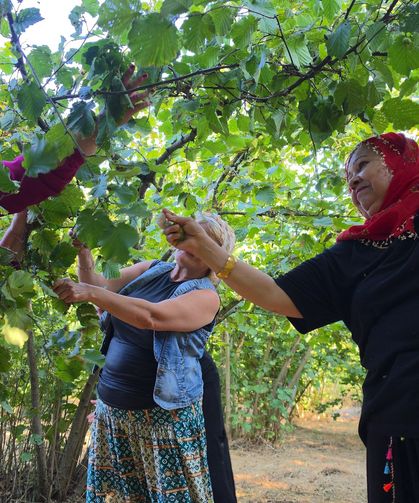 Fındık toplarken fıtık olmayın