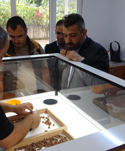 Fındıkta randıman alım fiyatını yükseltiyor