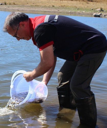 Taşlıyayla Göleti'ne 450 bin pullu sazan yavrusu bırakıldı