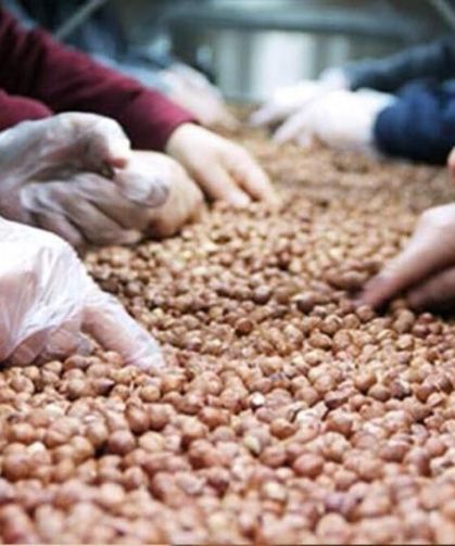 Fındıkta 'yüksek maliyet ve küresel rekabet' uyarısı