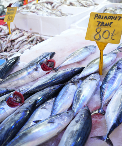 Karadeniz'de palamut patlaması: Tanesi 80 TL