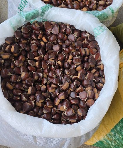 Kuzu kestanesi tezgahlardaki yerini aldı