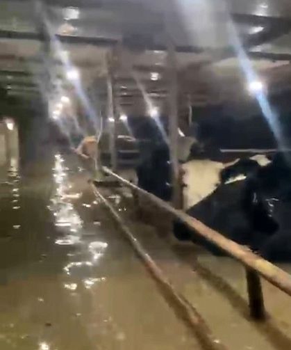Sular altında kalan ahırdaki hayvanların bekleyişi kamerada