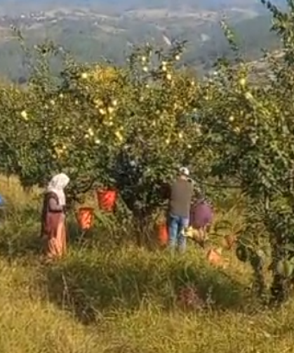 Geyve'de sarı elmasın hasadı başladı