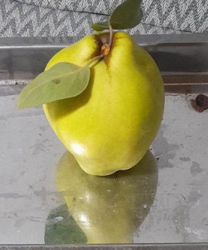 Dalların altın sarısı tartıyı zorladı