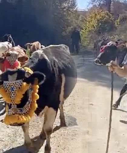 Horonlarla çıkmışlardı, havalar soğuyunca dönüşe geçtiler: Sultanpınar Yaylası'nda renkli görüntüler