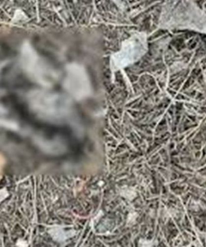 Bunun adı vahşet! Yavru kedilerin başını ve ayaklarını kestiler