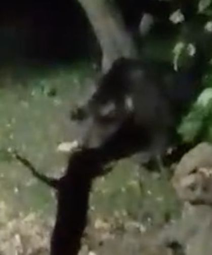 Pamukova'da bahçeye giren ayı elmaları yedi! O anlar kamerada