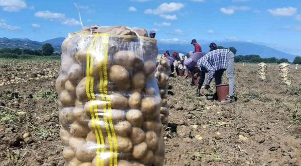 Patates hasadı başladı! Tarladaki satış fiyatını duyanlar 'Vatandaşın vay haline' diyor