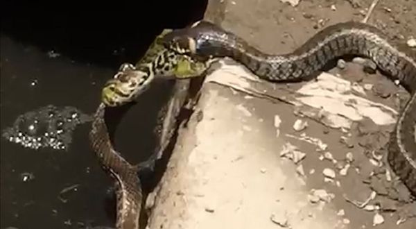 Söğütlü'de yılanların kurbağa kavgası