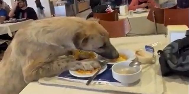 Aç kalan köpek üniversitenin yemekhanesine girdi