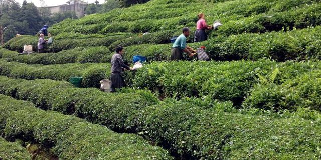 Yaş çay alım fiyatını Ulusal Çay Konseyi belirleyecek