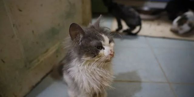 Kedilerde salgın iddiası: 4 ayda 700 kedi öldü