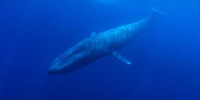 Balinalar iklim değişikliğiyle mücadele edebilir