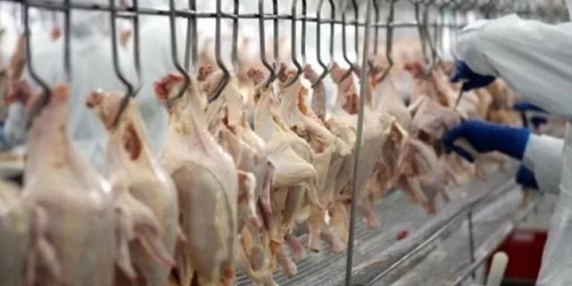 Tavuk eti üretimi yıllık yüzde 3,8 azaldı