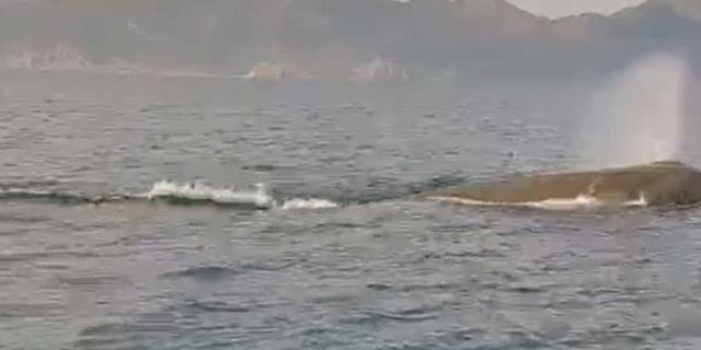 Marmaris açıklarında balina sürprizi