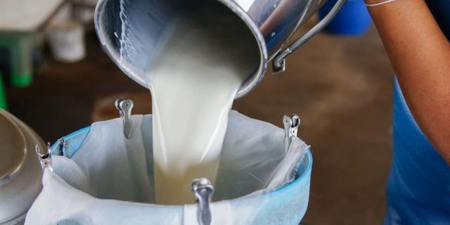 Toplanan inek sütü miktarı arttı
