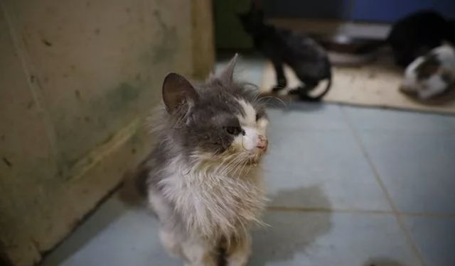 Veteriner Hekim Yıldız'dan kedilere sevgi ve koruma çağrısı